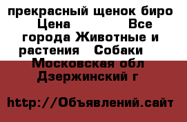 прекрасный щенок биро › Цена ­ 20 000 - Все города Животные и растения » Собаки   . Московская обл.,Дзержинский г.